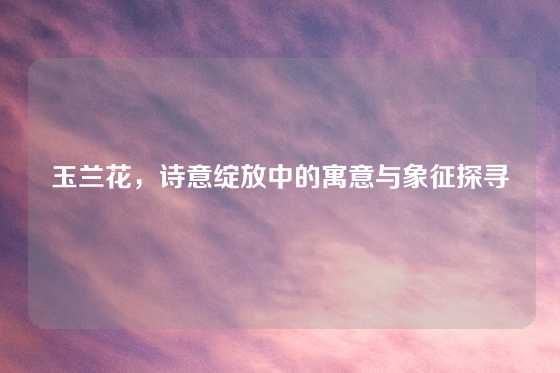 玉兰花,诗意绽放中的寓意与象征探寻